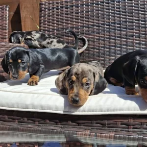 Dachshund puppies - Image 3