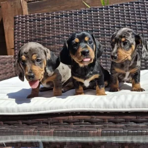 Dachshund puppies - Image 4