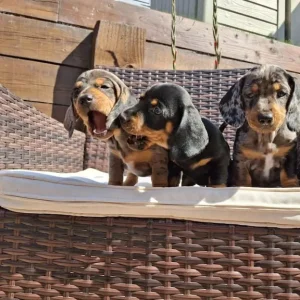 Dachshund puppies - Image 5
