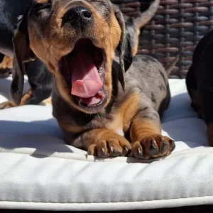 Dachshund puppies - Image 6