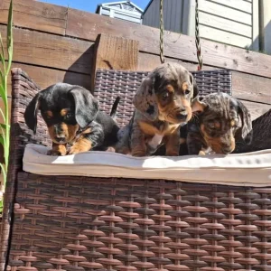 Dachshund puppies - Image 7