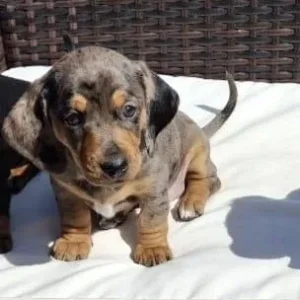 Dachshund puppies - Image 8