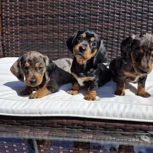 Dachshund puppies
