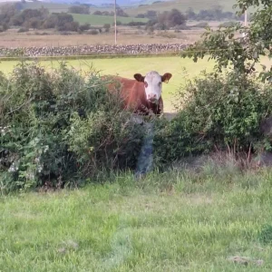 Grazing Land