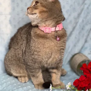 British shorthair silver and golden kittens - Image 2