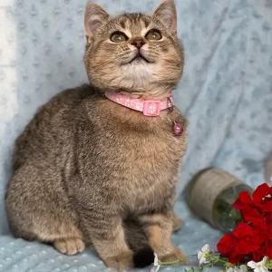British shorthair silver and golden kittens - Image 4