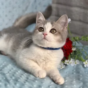 British shorthair silver and golden kittens - Image 5