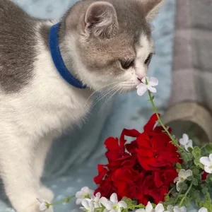 British shorthair silver and golden kittens - Image 6