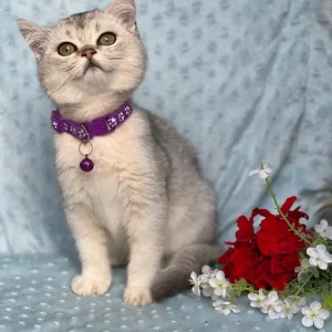 British shorthair silver and golden kittens - Image 7