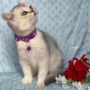 British shorthair silver and golden kittens - Image 8