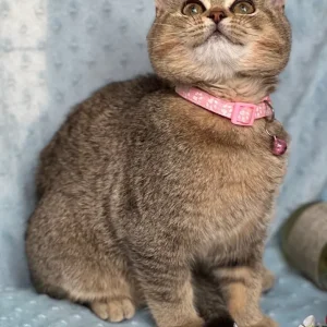 British shorthair silver and golden kittens