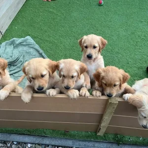 8-week-old golden retriever puppies - Image 2