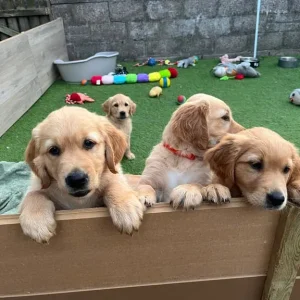 8-week-old golden retriever puppies - Image 3