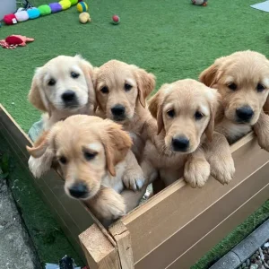 8-week-old golden retriever puppies - Image 4