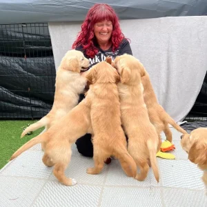 8-week-old golden retriever puppies