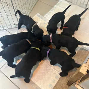 Cocker spaniel puppies born June 2025 - Image 2