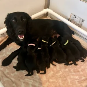 Cocker spaniel puppies born June 2025 - Image 3