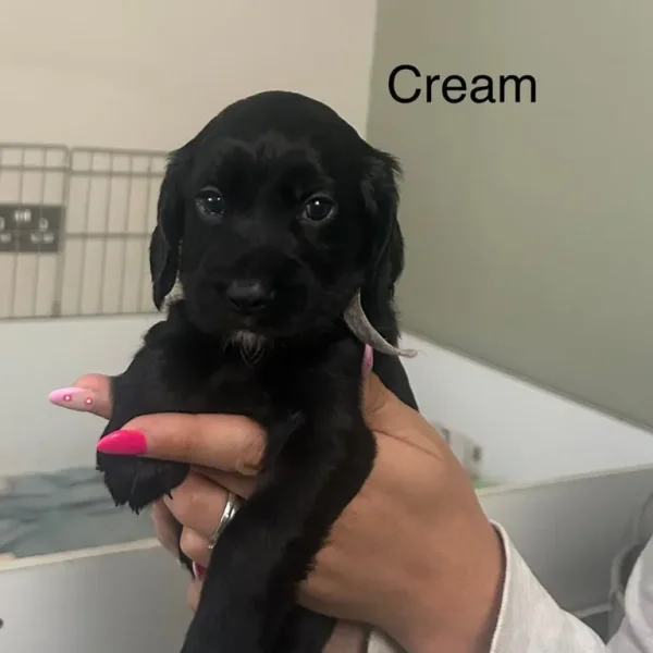 Cocker spaniel puppies born June 2025