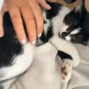 6 month old male kittens - Image 2