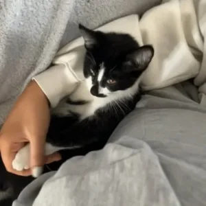 6 month old male kittens - Image 3