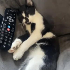 6 month old male kittens - Image 4