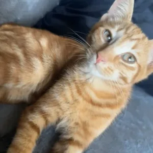 6 month old male kittens - Image 5