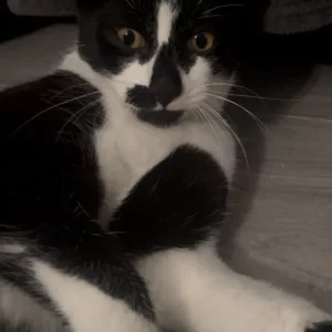 6 month old male kittens - Image 6