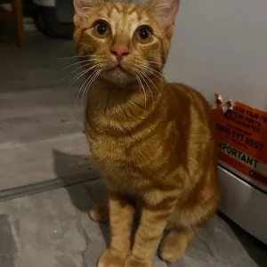 6 month old male kittens