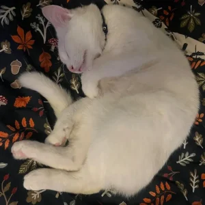 Male Khao Manee Cat
