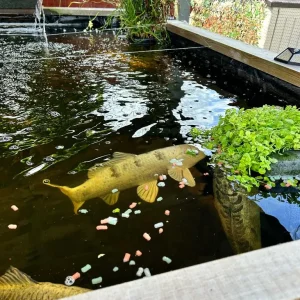 Fish Pond with Goldfish and Koi - Image 2