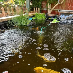 Fish Pond with Goldfish and Koi - Image 3