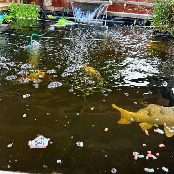 Fish Pond with Goldfish and Koi