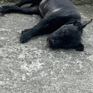 Girl Staffy cross 5 months old