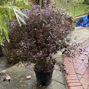 5.5ft Height Pittosporum Tom Thumb
