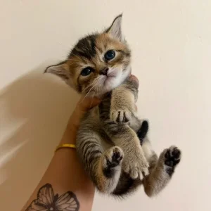 British Short Hair Cats - Image 2