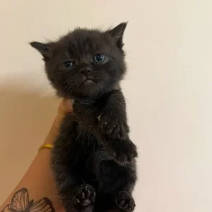 British Short Hair Cats - Image 3