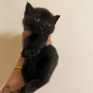 British Short Hair Cats - Image 4