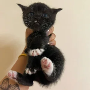 British Short Hair Cats - Image 5