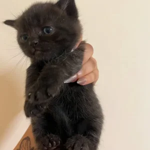 British Short Hair Cats - Image 6