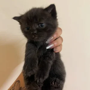 British Short Hair Cats - Image 7