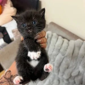 British Short Hair Cats - Image 8