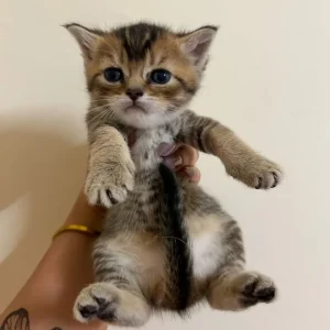 British Short Hair Cats