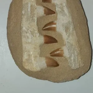 Mosasaurus jaw, tooth and vertebrae - Image 2