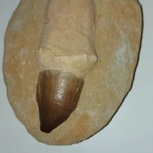 Mosasaurus jaw, tooth and vertebrae - Image 3