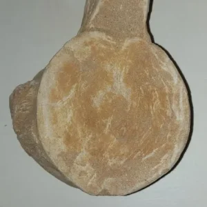 Mosasaurus jaw, tooth and vertebrae - Image 4