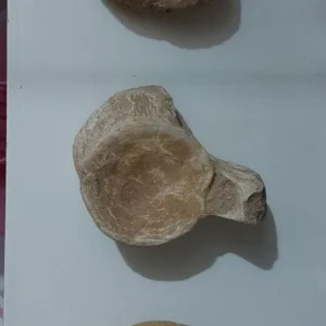 Mosasaurus jaw, tooth and vertebrae - Image 5