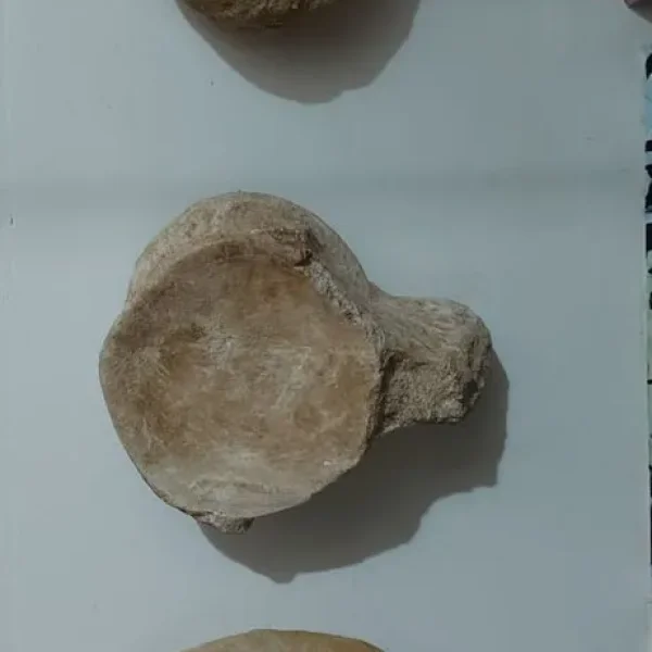 Mosasaurus jaw, tooth and vertebrae