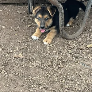 4 German Shepherd Pups - Image 2