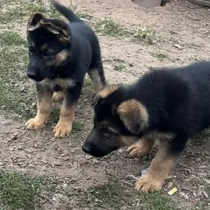4 German Shepherd Pups - Image 3