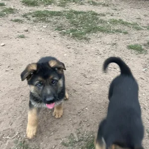 4 German Shepherd Pups - Image 4